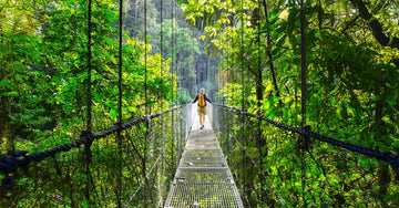 Costa Rica Jungle w/ Image of Hiker on Bridge