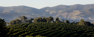 A scenic view of rolling hills covered in green foliage, with mountainous terrain in the background and a clear sky overhead, reminiscent of Santa Clara's lush landscapes where Brazil's specialty coffee thrives.