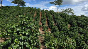 Cost Rica mountainside with rows of coffee plants