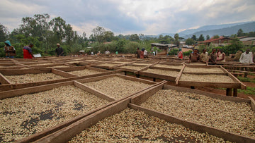 Coffee drying on raised beds in Ethiopia