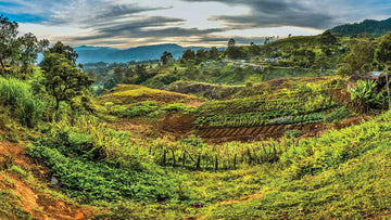 Image of landscape of coffee farm in Papua New Guinea