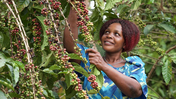 Image of a Ugandan woman harvesting coffee cherries off a tree